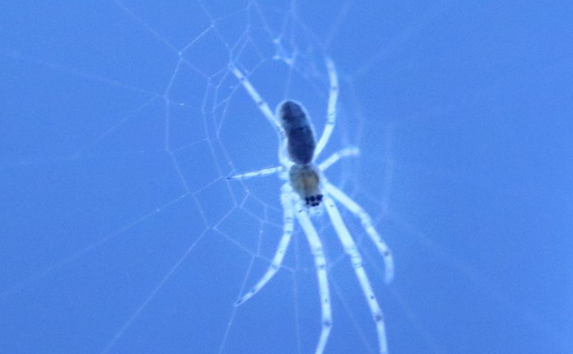 macrophotography spider on blue background