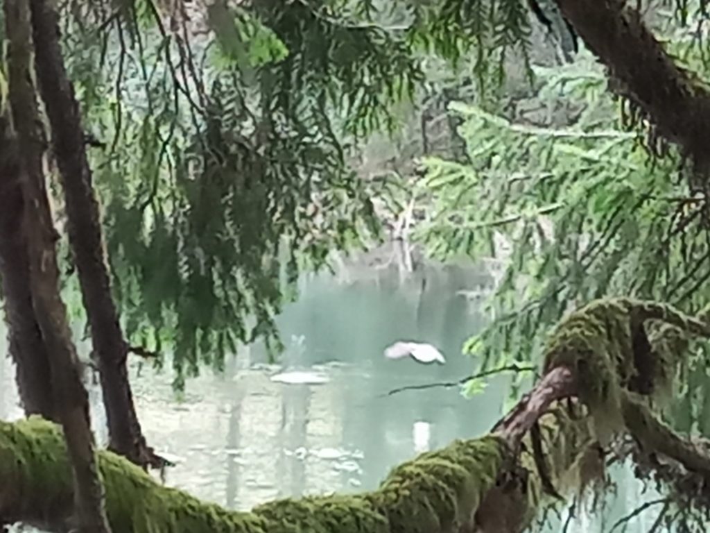 Bird flies over Clackamas River