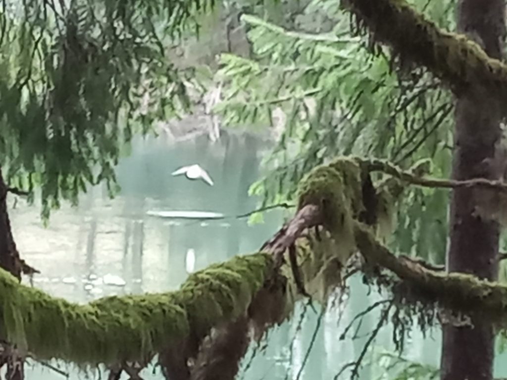 Bird flies over Clackamas River